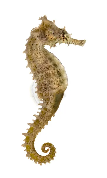 Side view of a Common Seahorse, Hippocampus kuda, isolated on wh — Stock Photo, Image