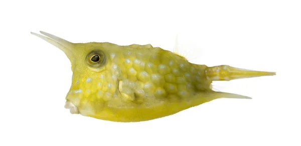 Side view of a Longhorn cowfish, Lactoria cornuta, isolated on w — Stock Photo, Image