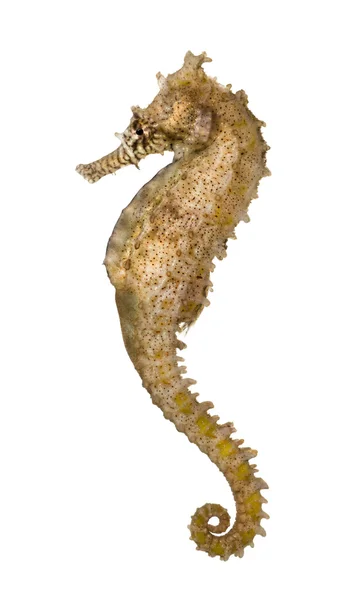 Zijaanzicht van een gemeenschappelijk seahorse, hippocampus kuda, geïsoleerd op wh — Stockfoto