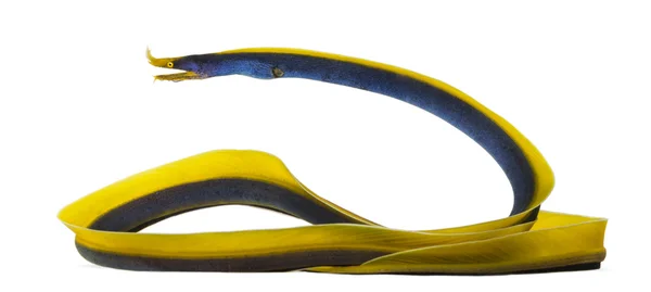 Side view of a Ribbon Eel, Rhinomuraena quaesita, isolated on wh — Stock Photo, Image