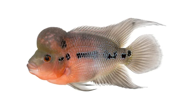 Boční pohled na živou legendou, flowerhorn cichlid, izolovaných na wh — Stock fotografie