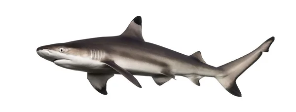 Widok strony Żarłacz czarnopłetwy, carcharhinus rekinia, ja — Zdjęcie stockowe
