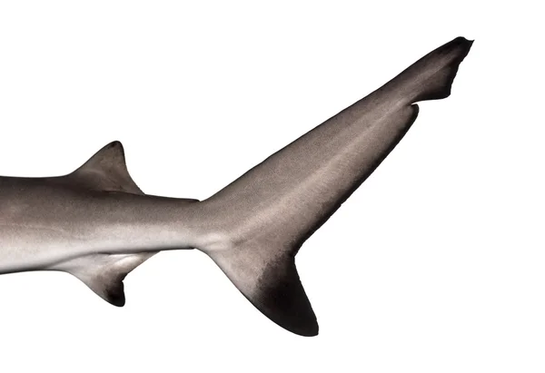 Μεγέθυνση της ουραίο πτερύγιο καρχαρία υφάλου ένα blacktip, carcharhinus Μελ — Φωτογραφία Αρχείου