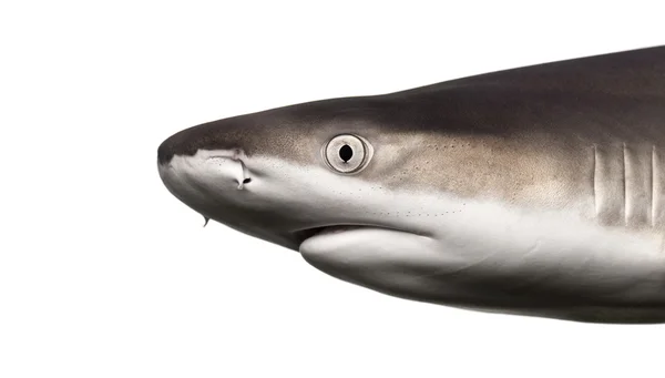 Μεγέθυνση του προφίλ ενός καρχαρία υφάλου blacktip, carcharhinus ΜΕΛΑΝΟ — Φωτογραφία Αρχείου