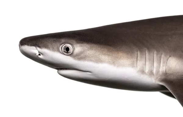 Nærbillede af en Blacktip-hajprofil, Carcharhinus melano - Stock-foto