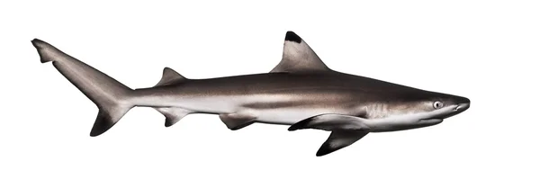Side view of a Blacktip reef shark, Carcharhinus melanopterus, i — Stock Photo, Image