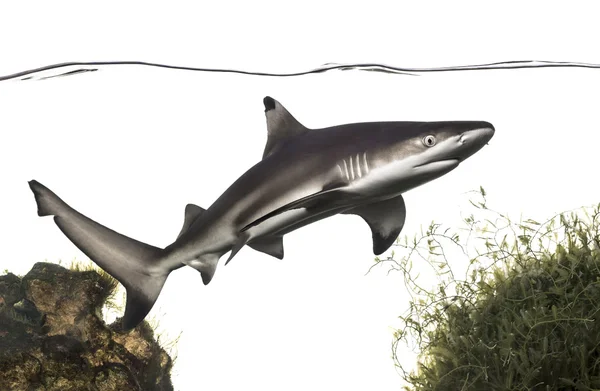 Blacktip tubarão recife nadando sob linha de água, entre plantas, Carro — Fotografia de Stock