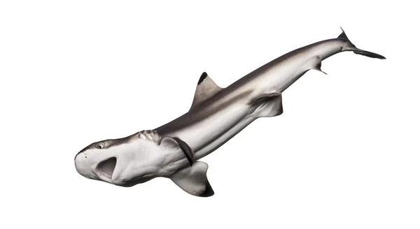 Blacktip reef haj jagt set nedefra, Carcharhinus mela - Stock-foto