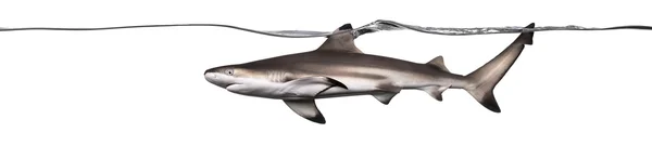 Vista laterale di uno squalo pinna nera che nuota sulla superficie del mare — Foto Stock