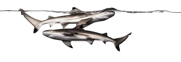 Чорні рифові акули плавають разом на поверхні води — стокове фото