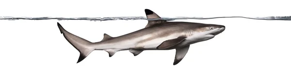 Πλάγια όψη ενός καρχαρία υφάλου blacktip κολύμπι στην επιφάνεια, carc — Φωτογραφία Αρχείου