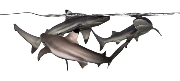 Tres tiburones de arrecife de punta negra nadando en la superficie del agua , — Foto de Stock