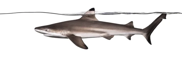Side visning af en Blacktip rev haj svømning på overfladen, Carc - Stock-foto