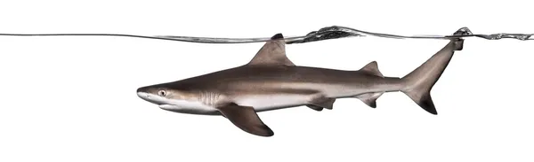 Zijaanzicht van een blacktip rifhaai zwemmen aan de oppervlakte, carc — Stockfoto