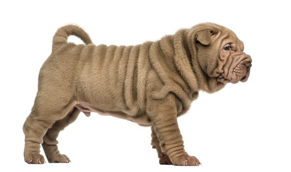 Vue latérale d'un chiot Shar Pei debout, isolé sur blanc — Photo