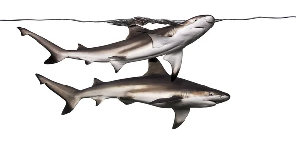 Två blacktip reef hajar simmar vid ytan, carcharhinus m — Stockfoto