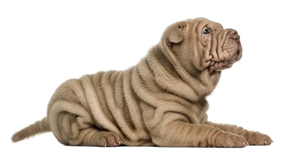 Sidovy av en shar pei valp liggande, titta upp, isolerad på whi — Stockfoto