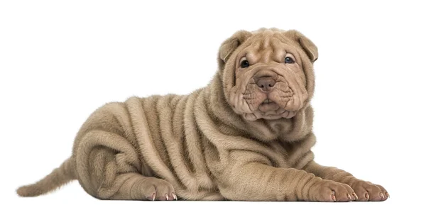 Zijaanzicht van een shar pei pup liegen, kijken naar de camera, isol — Stockfoto