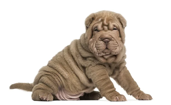 Chiot Shar Pei assis, regardant la caméra, isolé sur blanc — Photo