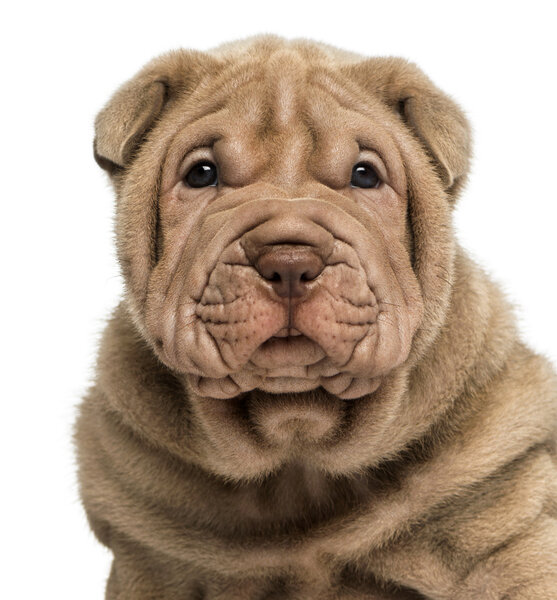 Close-up of a Shar Pei puppy, isolated on white