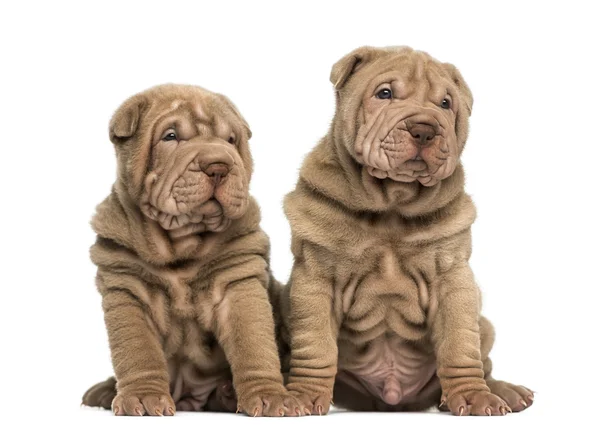 Two Shar Pei puppies sitting together, isolated on white — Stock Photo, Image