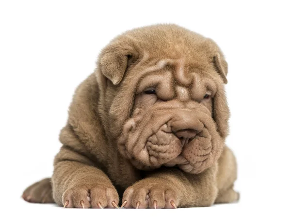 Front view of a Shar Pei puppy lying down, tired, isolated on wh — Stock Photo, Image