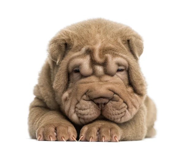 Вид спереди щенка Shar Pei, лежащего, усталого, изолированного на wh — стоковое фото