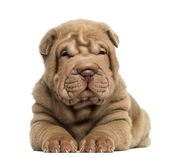 Vista frontal de un cachorro Shar Pei acostado, aislado en blanco —  Fotos de Stock