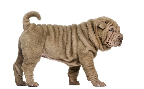 Side view of a Shar Pei puppy walking, isolated on white — Stock Photo, Image