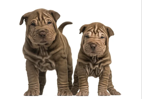 Front view of two Shar Pei puppies standing, looking at the came — Stock Photo, Image