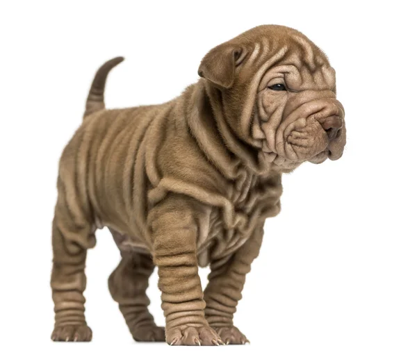 Shar Pei cachorro de pie, aislado en blanco —  Fotos de Stock