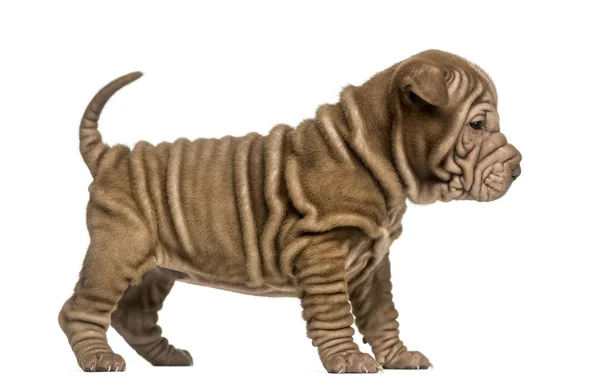Side view of a Shar Pei puppy standing, isolated on white — Stock Photo, Image