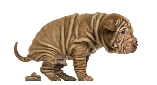 Zijaanzicht van een shar pei pup poepen, geïsoleerd op wit — Stockfoto