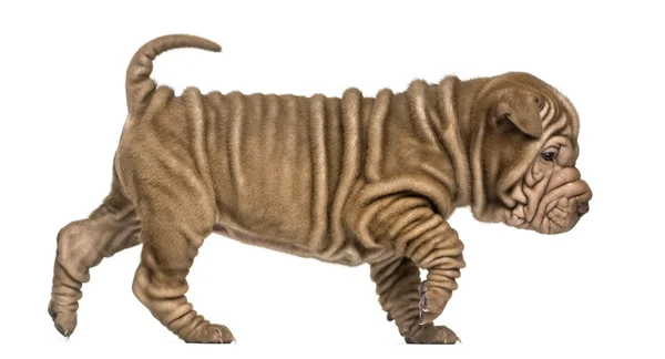 Vue latérale d'un chiot Shar Pei marchant, regardant vers le bas, isolé sur — Photo