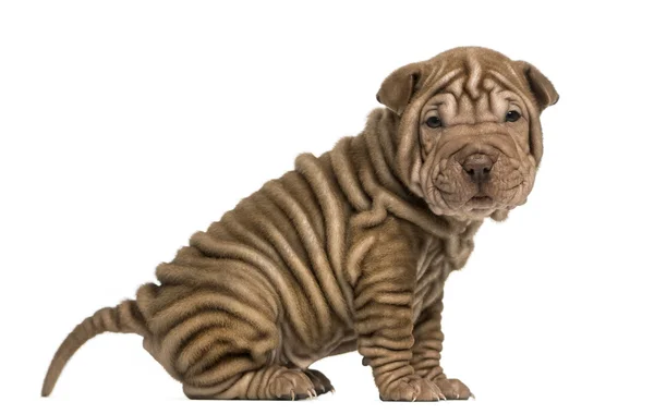 Side view of a Shar Pei puppy sitting, looking at the camera, is — Stock Photo, Image