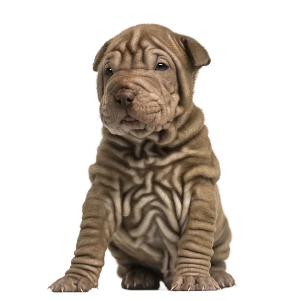 Shar Pei cucciolo sititng, isolato su bianco — Foto Stock