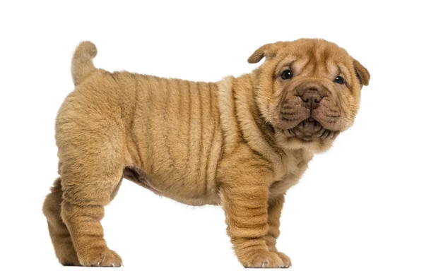 Side view of a Shar Pei puppy standing, looking at the camera, i — Stock Photo, Image