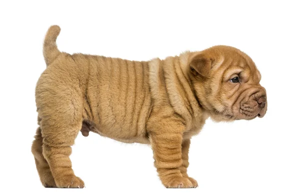 Side view of a Shar Pei puppy standing, isolated on white — Stock Photo, Image