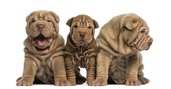 Čelní pohled štěňata shar pei sedí v řadě izolovaných na whi — Stock fotografie