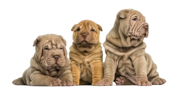 Vista frontal de cachorros Shar Pei sentados em uma fileira, isolados no whi — Fotografia de Stock