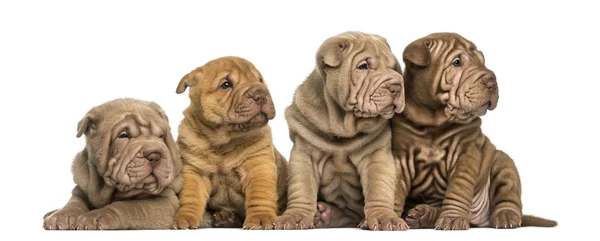 Front view of Shar Pei puppies sitting in a row, looking away, i — Stock Photo, Image