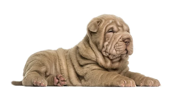 Side view of a Shar Pei puppy lying down, dozing, isolated on wh — Stock Photo, Image