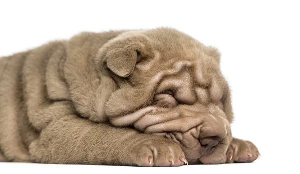 A shar-pei kiskutya alszik, elszigetelt, a fehér részlete — Stock Fotó