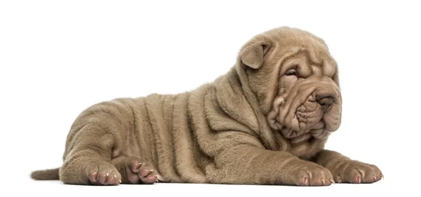 Boční pohled shar pei štěně, vleže, podřimoval, izolované na wh — Stock fotografie