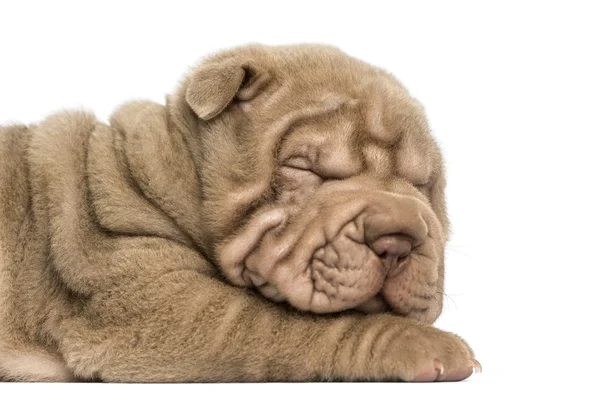 Närbild av en shar pei valp sova, isolerade på vit — Stockfoto