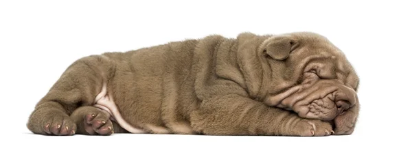 Vista lateral de un cachorro Shar Pei acostado, durmiendo, aislado en —  Fotos de Stock