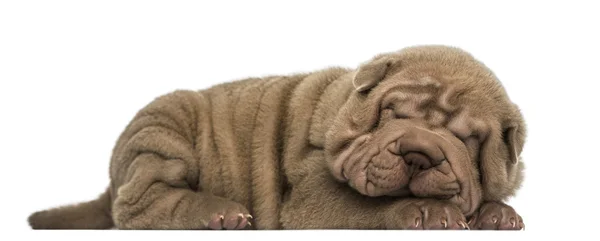 Side view of a Shar Pei puppy lying down, sleeping, isolated on — Stock Photo, Image