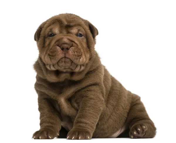 Shar pei štěně sedící, při pohledu na fotoaparát, izolované na bílém — Stock fotografie