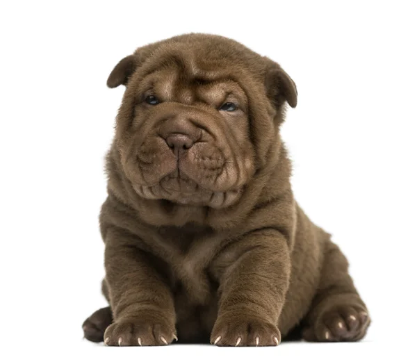 Shar Pei cachorro sentado, aislado en blanco — Foto de Stock