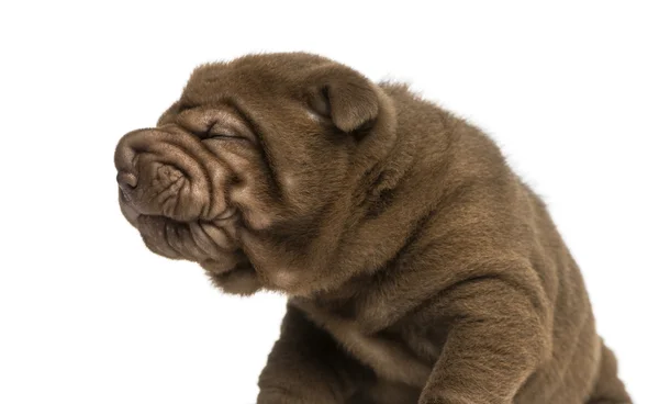 Primo piano di Shar Pei cucciolo fare un volto, isolato su bianco — Foto Stock